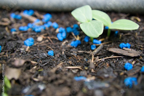 Obraz Jungpflanzen - Schutz 
