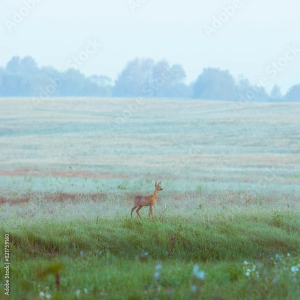 Obraz deer on the field