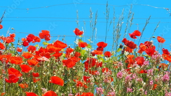 Fototapeta Mohn mit Gräsern