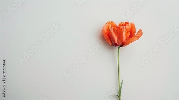 Fototapeta A flower on a white background
