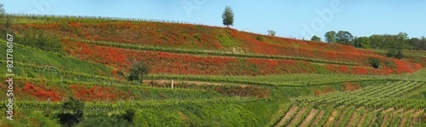 Obraz Mohnblumenrain in Burkheim