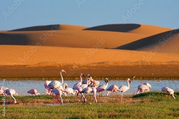 Fototapeta Flamingos in lagoon of Walwis bay, sandy dunas on the background. Namibia, Africa