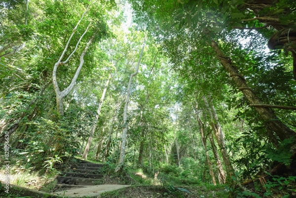 Obraz the under view of atmosphere of the forest with dramatic tone