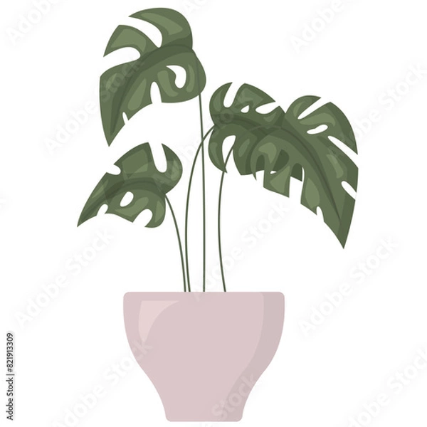 Fototapeta Green houseplant with leaves in flower pot isolated on white background. Monstera in flat style