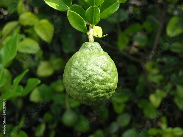 Obraz bergamot fruit on the tree