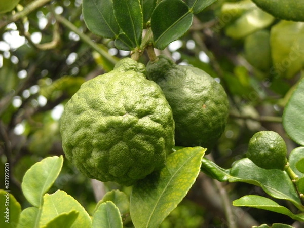 Obraz bergamot fruit on the tree