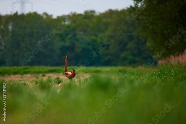 Fototapeta Pheasant walking on green grass on a meadow