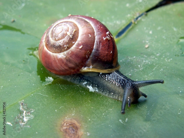 Fototapeta snail