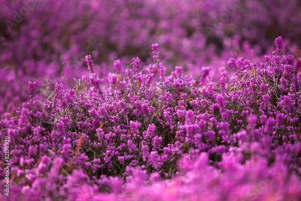 Obraz Forest heather