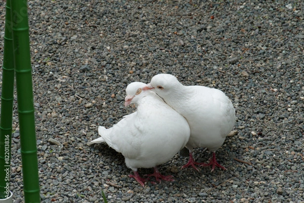 Fototapeta 仲睦まじい白鳩のつがい
