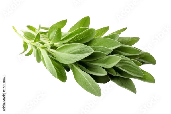 Obraz Dancing Green: A Lively Gathering of Leaves on a Clear PNG or White Background.