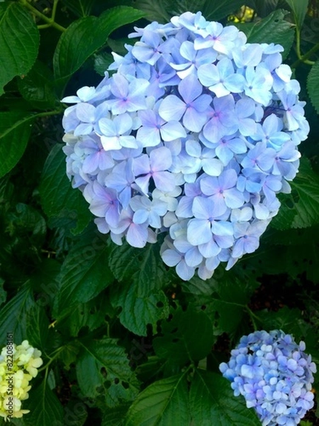 Fototapeta あじさい