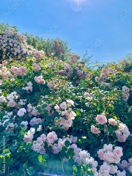 Fototapeta ピンクのバラ園