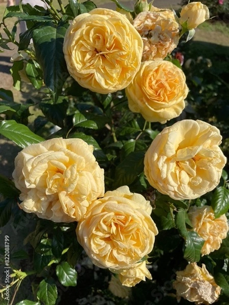 Fototapeta 黄色のバラ