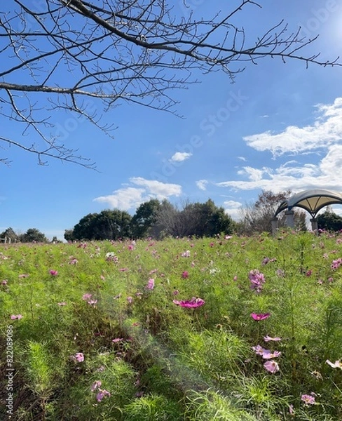 Fototapeta コスモス