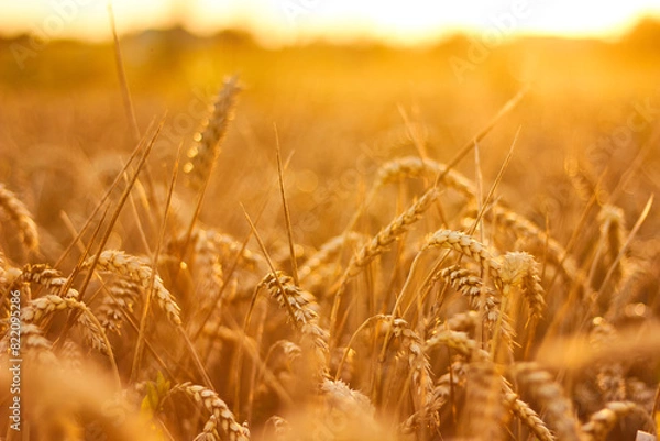 Fototapeta Golden Wheat Field Glowing Under Warm Sunlight During Sunset. Ukrainian fields
