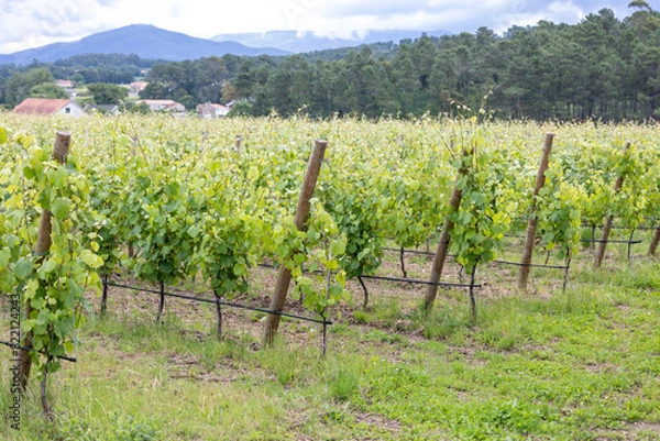Fototapeta A scenic view of vineyard rows with vibrant green grapevines, set in a rural landscape in Portugal with trees and hills in the background