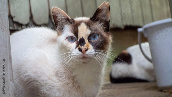 Obraz ブスな顔のノラ猫