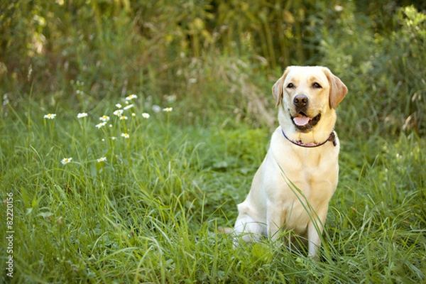 Fototapeta Yellow Lab