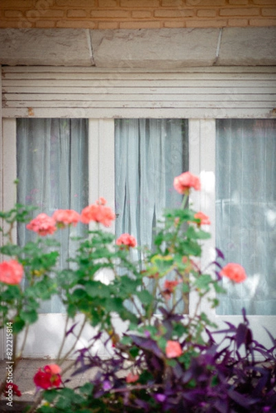 Fototapeta window with flowers