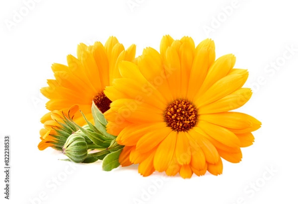 Obraz Calendula. Flowers  isolated on white background.