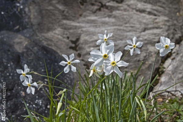 Obraz Sternnarzissen