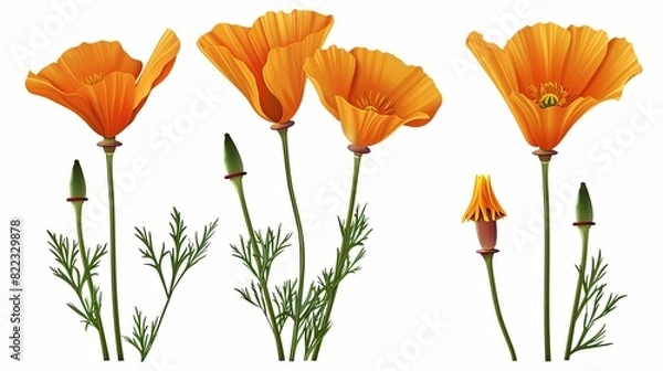 Obraz california poppy flower set for icon design hyperrealistic details isolated on white png