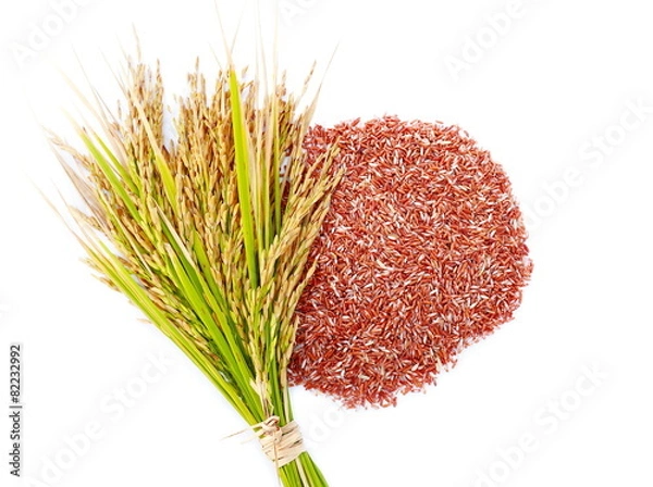 Fototapeta Rice's grains,Ear of rice isolate on white background.