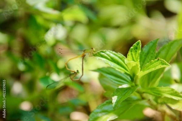 Fototapeta Insects Mating 