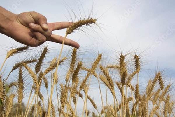 Obraz Wheat Stalks