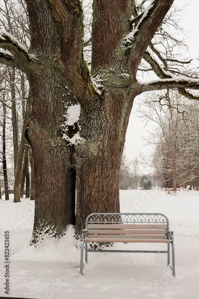 Obraz Bench for lovers under a beautiful tree in winter