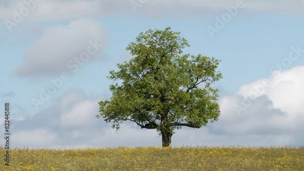 Fototapeta tree in the field