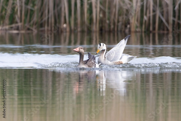 Obraz Graugans und Streifengans