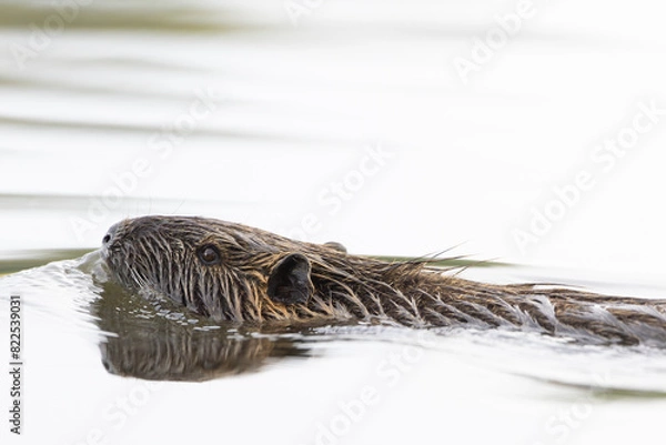 Obraz Nutria im Wasser