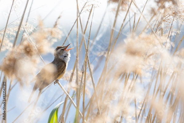 Obraz Drosselrohrsänger beim Gesang