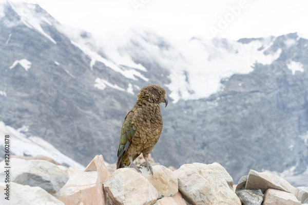 Fototapeta New Zealand bird the alpine parrot called the Kea in Mt Cook National Park