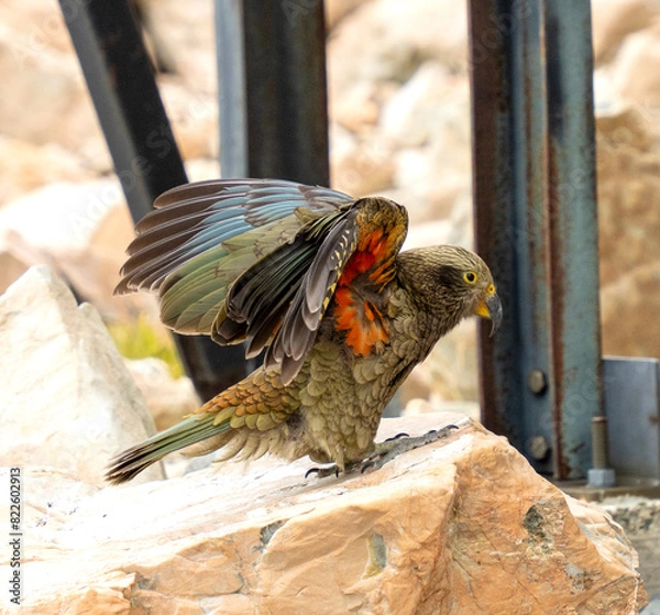 Fototapeta New Zealand bird the alpine parrot called the Kea in Mt Cook National Park