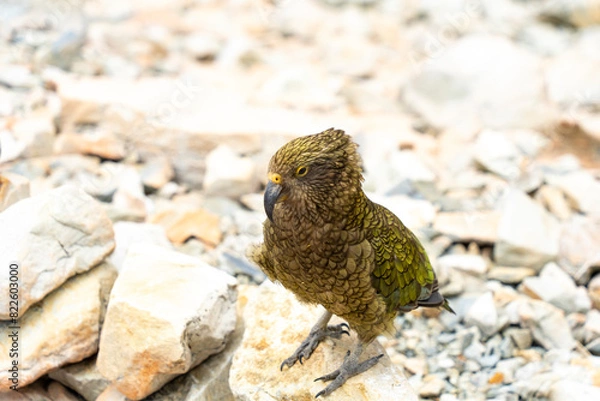 Fototapeta New Zealand bird the alpine parrot called the Kea in Mt Cook National Park