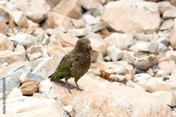 Fototapeta New Zealand bird the alpine parrot called the Kea in Mt Cook National Park