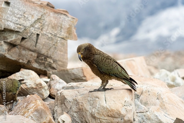 Fototapeta New Zealand bird the alpine parrot called the Kea in Mt Cook National Park