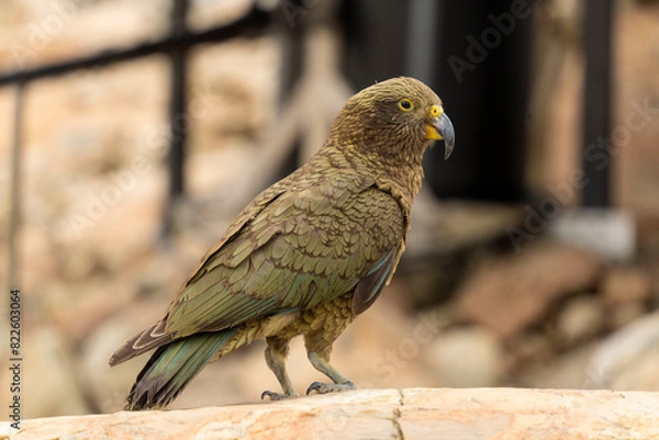 Fototapeta New Zealand bird the alpine parrot called the Kea in Mt Cook National Park