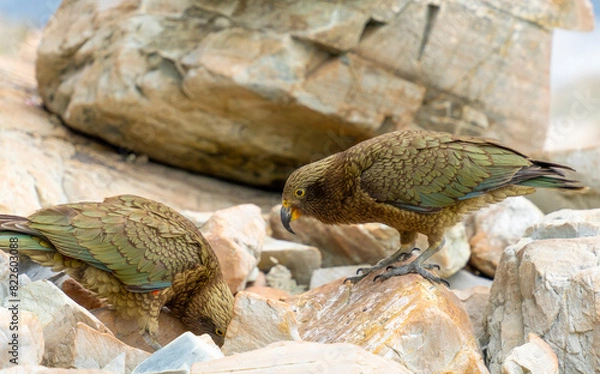 Fototapeta New Zealand bird the alpine parrot called the Kea in Mt Cook National Park