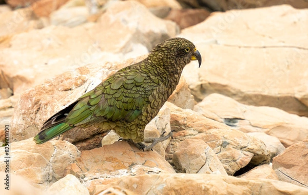 Fototapeta New Zealand bird the alpine parrot called the Kea in Mt Cook National Park