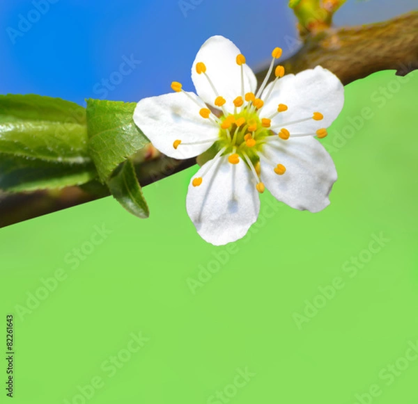 Obraz Blooming cherry