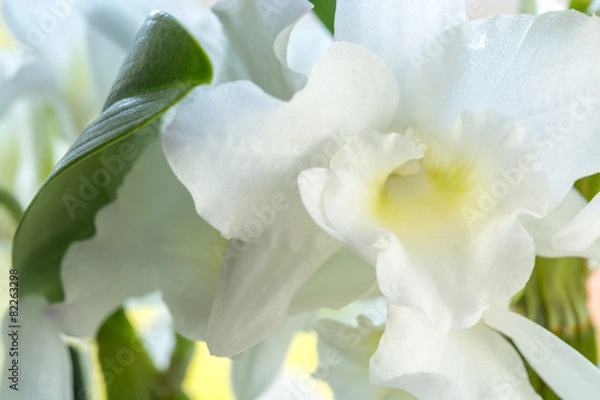Obraz Orchidee