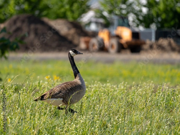 Obraz Canada Goose in front of construction site. Tractor and large dirt mounds are in the background. Cheney, Washington