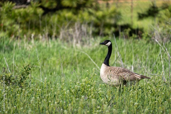 Obraz Canada goose in an empty field surrounded by negative space. Cheney, Washington