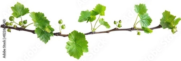 Fototapeta Bush Branch. Currant Tree Branch with Young Leaves Isolated on White Background