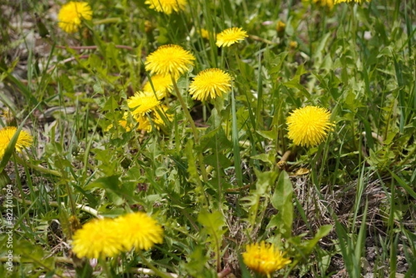 Fototapeta yellow dandelions in the grass