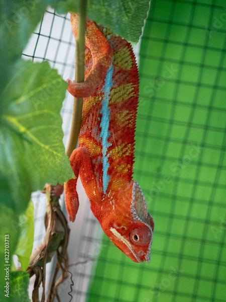Fototapeta Colorful chameleon on a branch of a plant in a zoo